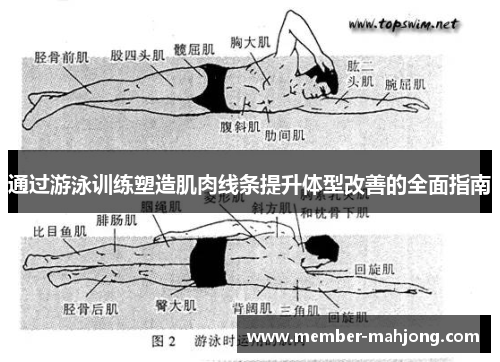 通过游泳训练塑造肌肉线条提升体型改善的全面指南 通过游泳训练塑造肌肉线条提升体型改善的全面指南